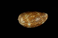 藏品(龜甲寶螺)的圖片